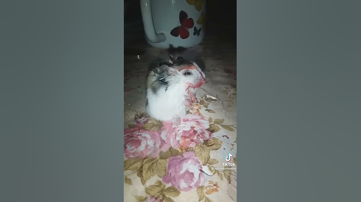 Хомячок плачет от боли 😭