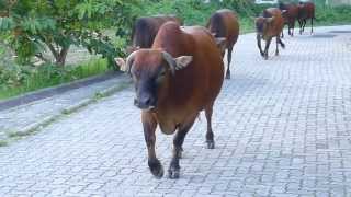 Cows passing by