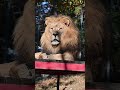 Sleepy Simba Lion Says GOOD NIGHT Sleepy Simba Lion Says GOOD NIGHT