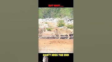 elephant vs tiger most powerful #sorts