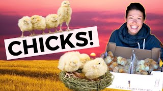 Set Yourself up for Success with Baby Chicks // Homesteading