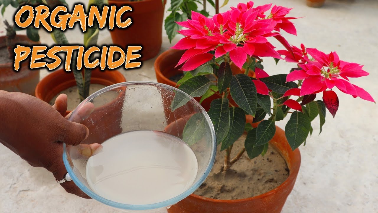 How To Get Rid Of Termites In Potted Plants