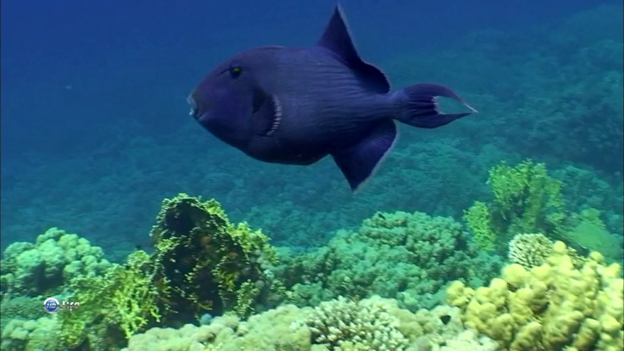 Рас-Умм-Эль-СИД. Коралловый риф в Шарм Эль Шейхе. Дахаб риф. Рыбы рифов Шарм Эль шейха. Передвижение рыб в воде