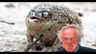 Father Jack the Angry Frog