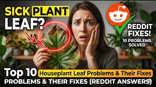 Top 10 Houseplant Leaf Problems & Their Fixes (Reddit Answers)