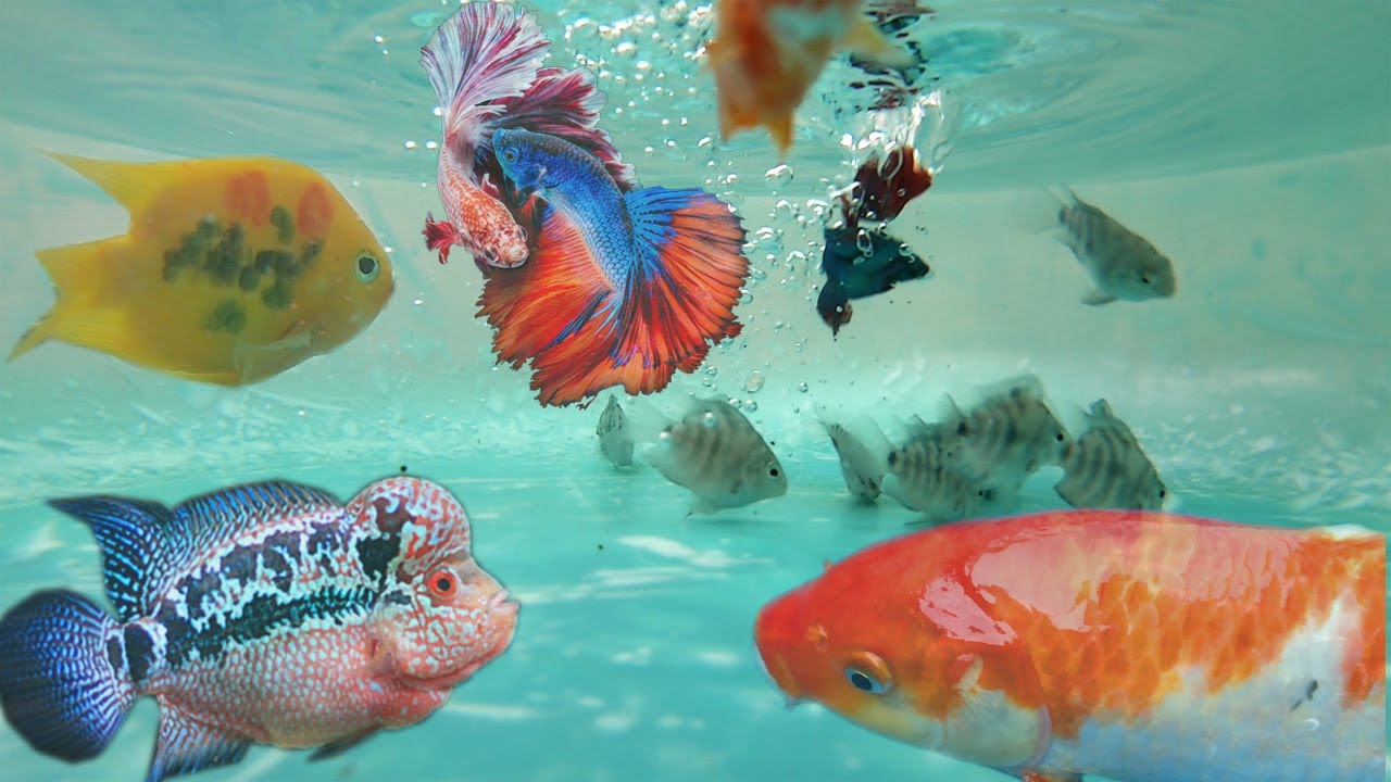 Fish I Have As A Pet 1 YouTube