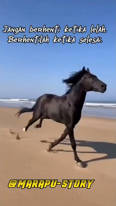 Story WA kuda sandlewood