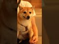 つくね。　#shorts #dog #shibainu