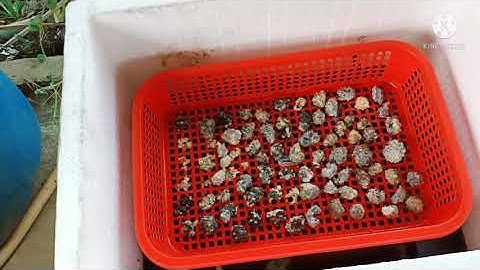 Mô hình nuôi óc bố mẹ thành công trong mùng lưới.