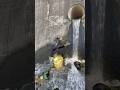 This magic waterfall gives us a lot of fish to eat #viralvideo #fishing #trending #shorts #amazing