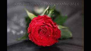 Close up/Macro Photography Slideshow