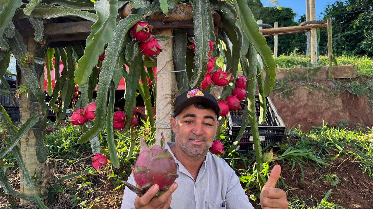 Pitaya Jindu n1 a melhor variedade para plantio comercial!