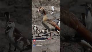 QUACK Like an Egyptian...GOOSE!! 🪿
#egyptiangoose #egyptiangeese #africanbirds
https://www.youtube.com/c/BWoodPhotography
https://www.bwoodphotography.com
To license footage please contact me at: becca@bwoodphotography.com
QUACK Like an Egyptian...GOOSE!! #shorts
#birdshorts #gooseshorts #africanshorts
QUACK Like an Egyptian...GOOSE!! #shorts | QUACK Like an Egyptian...GOOSE!! | Egyptian goose greeting | Noisy Egyptian Goose | Egyptian Goose | Egyptian Goslings | Egyptian goose with goslings | Baby geese | Baby Egyptian Geese | The Egyptian Goose | Egyptian Goose call | Egyptian Goose Family | Egyptian geese with goslings (call or sound) | Noisy Egyptian Goose |
🎵 Music in this video 🎵:
https://artlist.io/Becca-1378936
ALL IMAGES IN THIS VIDEO ARE COPYRIGHTED, ©Becca Wood - B. Wood Photography. No part of this video shall be downloaded, altered or reproduced in any way or by any means without the formal written permission of B. Wood Photography. All Rights Reserved
🎞️ My Gear:
Cameras 📷:
Canon 1 DX Mark III camera
Canon 1 DX
Canon 5d Mark II
GoPro 9 Black
GoPro 7 Silver
DJI Mavic Air 2
Lenses:
Canon EF 400mm f/2.8L IS II USM Lens
Canon EF 600mm f/4L IS III USM Lens
Canon EF 100-400mm f/4.5-5.6L IS II USM Lens
Canon EF 70-200mm f/2.8L IS II USM Lens
Canon EF 100mm f/2.8L Macro IS Usm Lens
Canon 1.4x Extender
Canon 2.0x III Extender
Gitzo carbon fiber tripod
Manfrotto tripod
Manfrotto monopod
Joby Gorilla Pod
Website: https://www.bwoodphotography.com
Celebrating Life Magazine: https://www.bwoodphotography.com/Products/Magazine
Social Media:
Facebook: @BWoodPhotos
Instagram: @bwoodphotography
God is in the details. Ludwig Mies van der Rohe QUACK Like an Egyptian...GOOSE!! 🪿