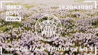 Wolves In Wait - Heavy Eyes