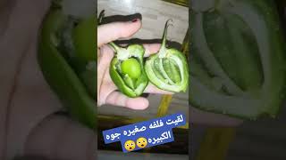 شوفي الفلفله جواها ايه?سبحان اللهshorts