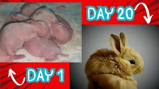 Rabbit growth from 1 to 20 days