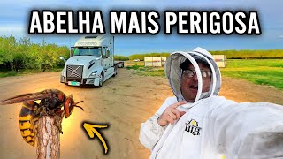 A ABELHA MAIS PERIGOSA🐝🇺🇸