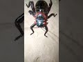 Mountain Cockroach