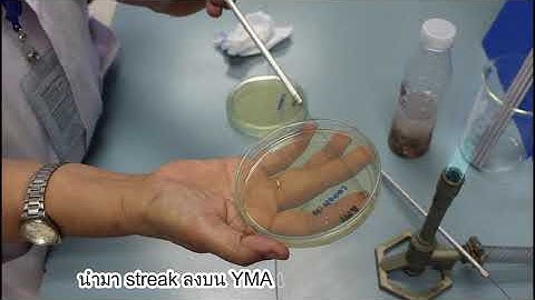 Mycology Lab Practical 2: Isolation of yeast from fermented food (parkia beans)