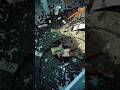 Brown Rang | Luxurious Life Rich Cars Rich Video Everything Is Possible | #shorts
