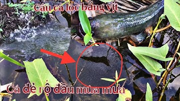 Câu cá lóc bằng vịt. Cá đẻ rộ đầu mùa mưa @TruongTu71