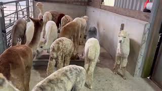 Cria Training