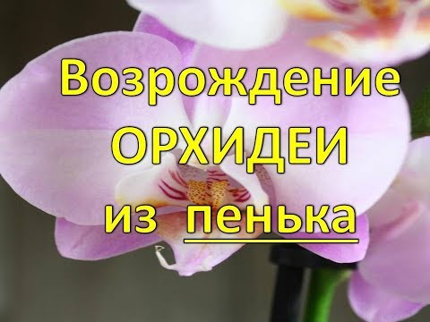 Пеньки орхидей Возрождение 🌱