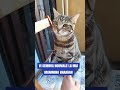 #cat @PrincessNikacat #angel #virale #love #viralvideo #gatos