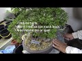 Azalea Bonsai named NYOHOUZAN 如峰山.PART 4. How to treat Bonsai in summer.