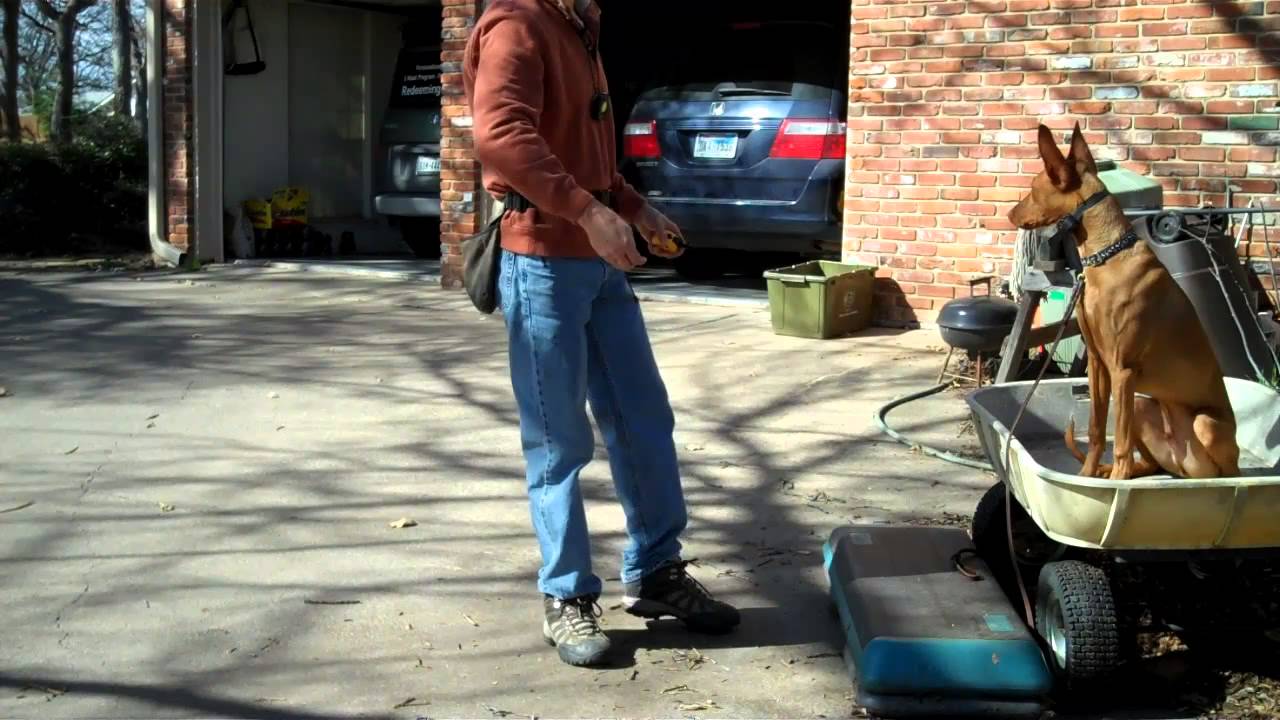 Cody - Pharaoh Hound | DFW dog training | Redeeming Dogs ...