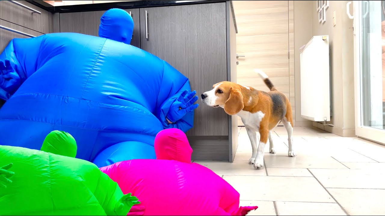 Dogs Pranked w/Man in Funny Chub Suits