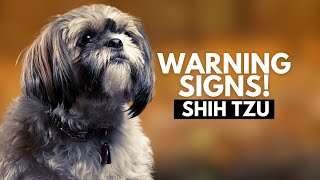 5 Signs Your Shih Tzu Dislikes You