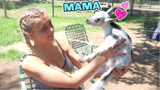 New Baby Goats! Just Minutes Old!