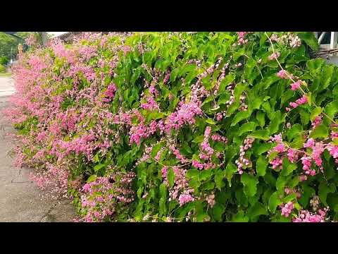 Vídeo: Cultivando flores ao longo de cercas: usando flores para cobrir cercas