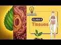 Class 9 Biology | Plant Tissues Full Chapter | Xylem, Phloem, Parenchyma, Collenchyma, Sclerenchyma