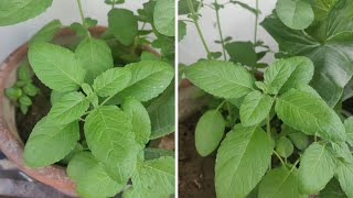 Tulsi Plant - How to grow & care Tulsi/Holy Basil plant in pots at home | The Right Gardening