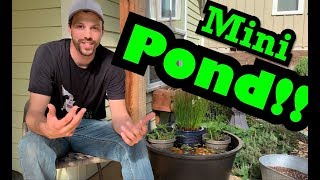 DIY Backyard Pond Setup!!! | Filterless Cheap and Easy