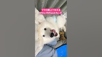 ママの膝上で甘えるかわいすぎるふわもこ子犬 #サモエドスマイル #サモエド子犬  #犬好き #もふもふ #大型犬仔犬 #大型犬のいる暮らし #samoyed #사모예드 #萨摩耶  #Самоед