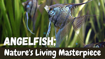 Angelfish🐠: Nature's Living Masterpiece 🌿