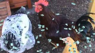 The Long Awaited, Much Anticipated Chicken Video! ;-)