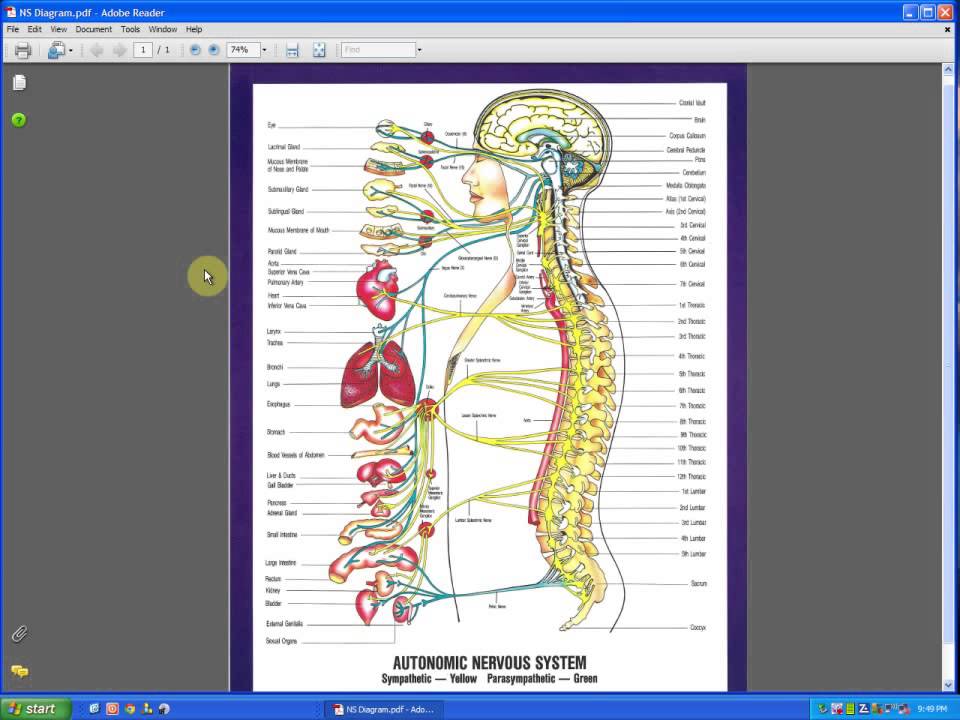 Autonomic Nervous System Description - YouTube