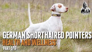 LEARN about German Shorthaired Pointers  Episode 5/6
