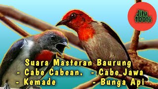Suara Burung Kemade Gacor Pas Untuk Pikatan/Pancingan/Masteran #burungkemade #burungcabe #kolibri