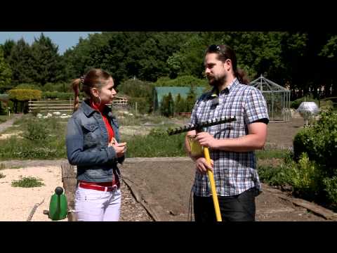 Video: Ako pestovať fazuľa (s obrázkami)