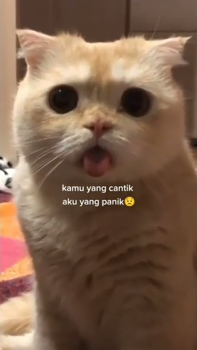 STORY WA TERBARU KUCING OREN