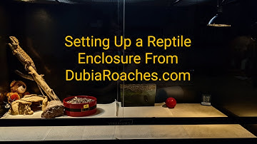 Setting Up a Reptile Enclosure From DubiaRoaches.com