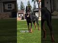 Doberman dog transformation! One Month to One Year🐾👑 #shortsfeed #shorts #dog #doberman #puppy