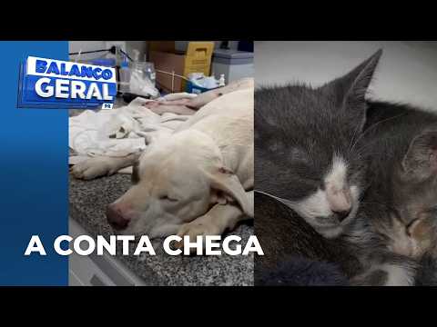 Protetores arcam com custos do resgate de animais abandonados; peso financeiro e emocional é grande