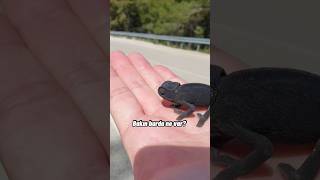 Bukalemunun Renk Değişimi