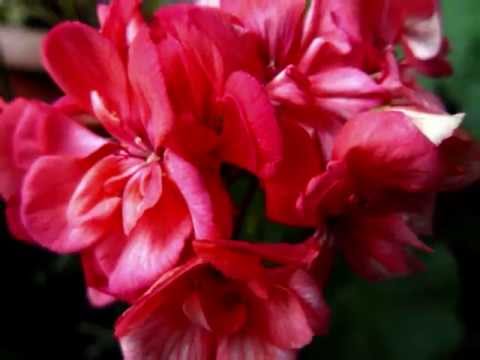 Praise Him Praise Him Praise Him In The Morning.wmv